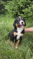 Light green, a female Bernese Mountain Dog and Poodle - Miniature  for sale in New Paris, IN – 1 of 3