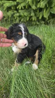 Orange , a male Bernese Mountain Dog and Poodle - Miniature  for sale in New Paris, IN – 3 of 10