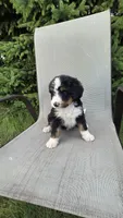 Red, a male Bernese Mountain Dog and Poodle - Miniature  for sale in New Paris, IN – 5 of 5
