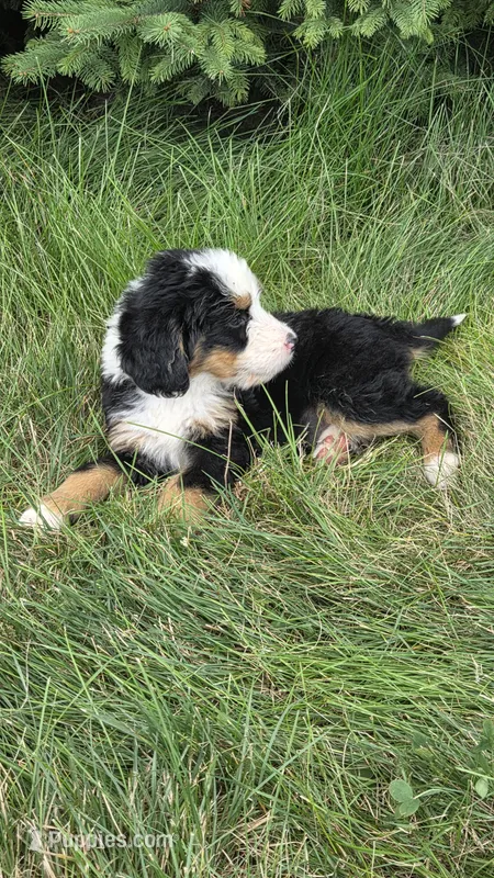 Blue  – Bernese Mountain Dog, Poodle - Miniature  puppy for sale in New Paris, IN