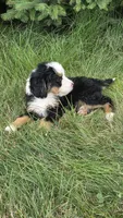 Blue , a male Bernese Mountain Dog and Poodle - Miniature  for sale in New Paris, IN – 1 of 7