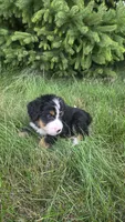 Orange , a male Bernese Mountain Dog and Poodle - Miniature  for sale in New Paris, IN – 5 of 10