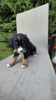 Dark green, a male Bernese Mountain Dog and Poodle - Miniature  for sale in New Paris, IN – 6 of 8