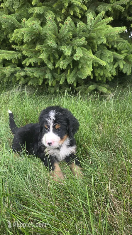 Orange  – Bernese Mountain Dog, Poodle - Miniature  puppy for sale in New Paris, IN