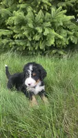 Orange , a male Bernese Mountain Dog and Poodle - Miniature  for sale in New Paris, IN – 1 of 10