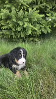 Orange , a male Bernese Mountain Dog and Poodle - Miniature  for sale in New Paris, IN – 2 of 10