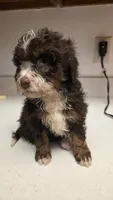 Browne , a female Bernedoodle for sale in New Paris, IN – Photo 4 of 6