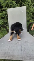 Dark green, a male Bernese Mountain Dog and Poodle - Miniature  for sale in New Paris, IN – 2 of 8