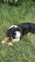 Blue , a male Bernese Mountain Dog and Poodle - Miniature  for sale in New Paris, IN – 2 of 7