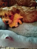 Danny , a male Dachshund and Shih Tzu for sale in Adams, WI – 2 of 3