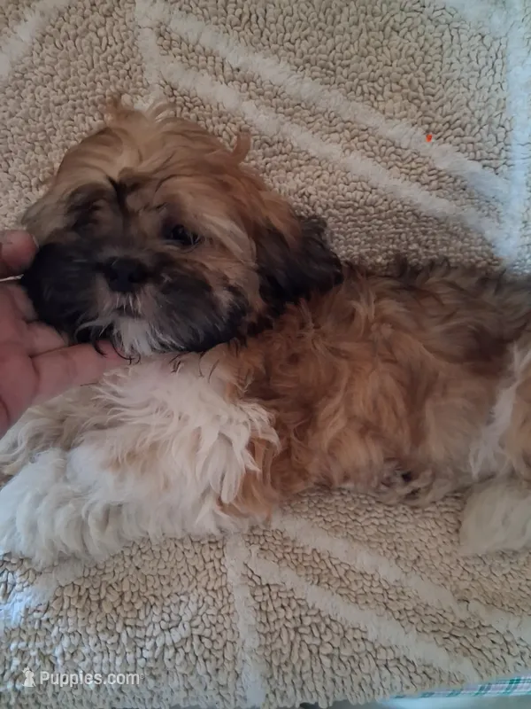 Oz, – Shih Tzu puppy for sale in Adams, WI