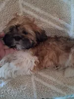 Oz,, a male Shih Tzu for sale in Adams, WI – 1 of 2