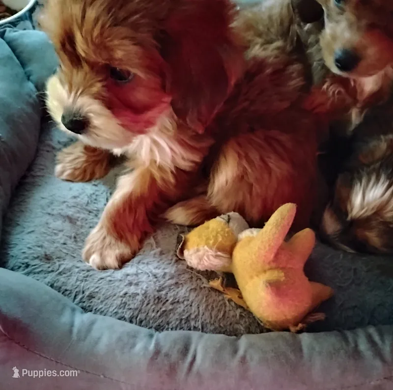 Danny  – Dachshund, Shih Tzu puppy for sale in Adams, WI