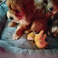 Danny , a male Dachshund and Shih Tzu for sale in Adams, WI – 1 of 3