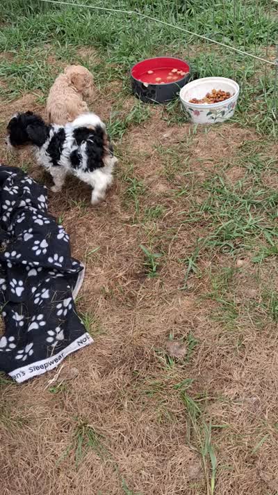 Jackie , a female Cavapoo and Poodle - Toy  for sale in Adams, WI – 4 of 4