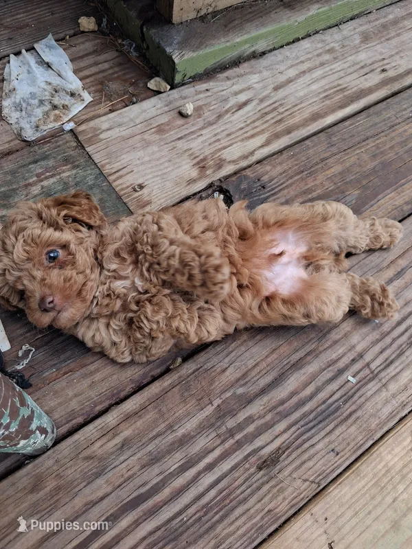 Peanut butter – Poodle - Toy  puppy for sale in Adams, WI