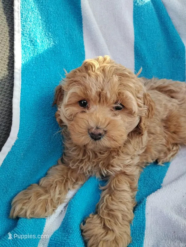 Josie – Cockapoo puppy for sale in Adams, WI