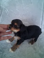Joey, a male Morkie for sale in Adams, WI – 2 of 3