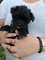 Katie , a female Morkie for sale in Adams, WI – 3 of 3