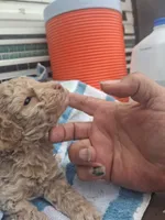 S sophie, a female Poodle - Toy  for sale in Adams, WI – 4 of 4