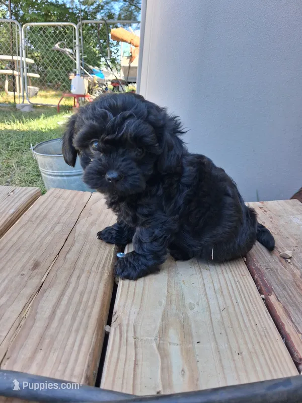 Sabrina. – Shihpoo puppy for sale in Adams, WI