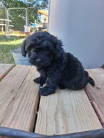 Sabrina., a female Shihpoo for sale in Adams, WI – 1 of 2