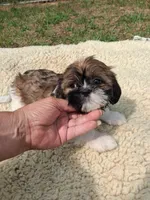 Dorothy, a female Shih Tzu for sale in Adams, WI – 2 of 3
