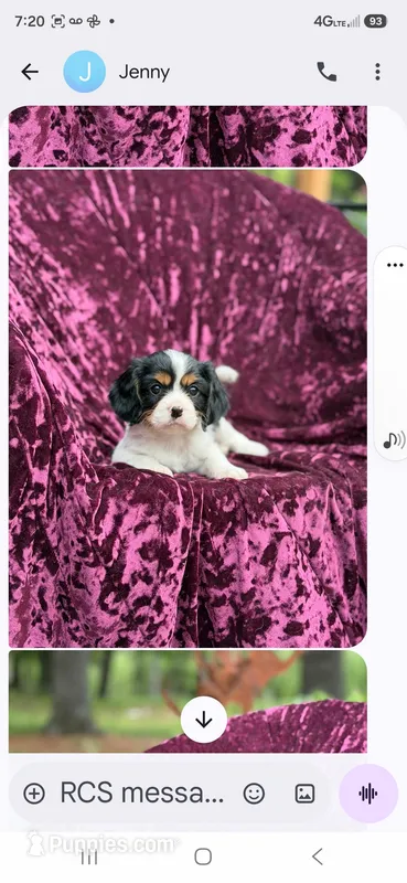 AKC-kelly – Cavalier King Charles Spaniel puppy for sale in Adams, WI