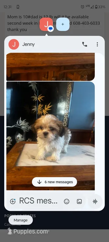 Jake, a male Shichon for sale in Adams, WI – Photo 1 of 1