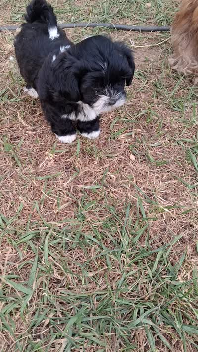4/paws, a female Shih Tzu for sale in Adams, WI – 5 of 5