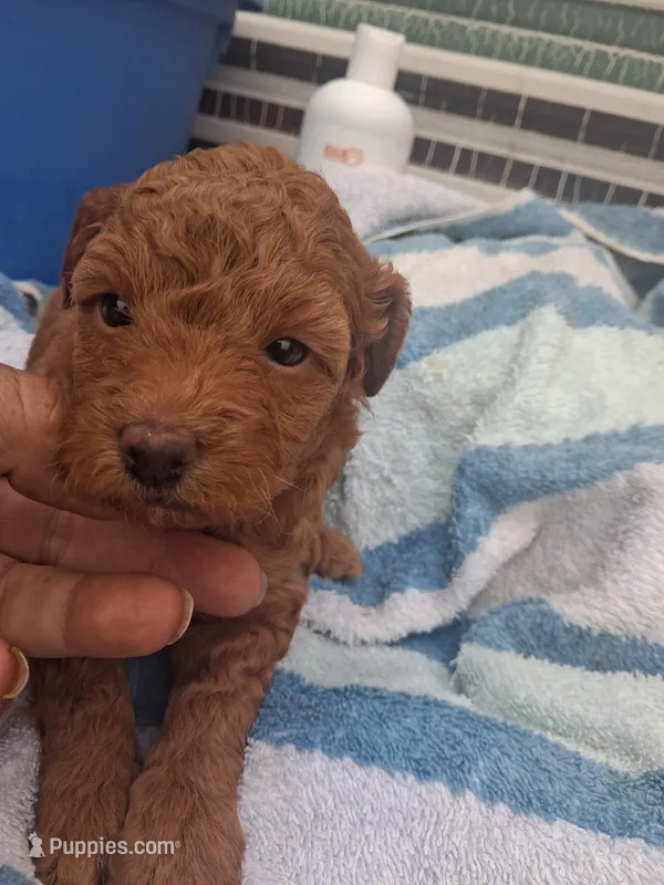 Tina – Poodle - Toy  puppy for sale in Adams, WI