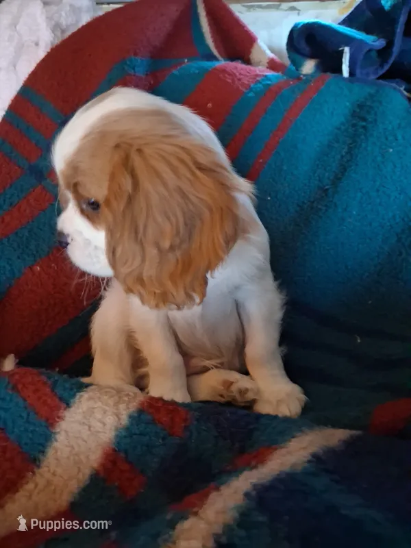 Oliver – Cavalier King Charles Spaniel puppy for sale in Adams, WI
