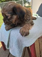 Studly, a male Shorkie for sale in Adams, WI – 3 of 4