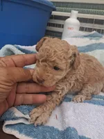 S sophie, a female Poodle - Toy  for sale in Adams, WI – 2 of 4