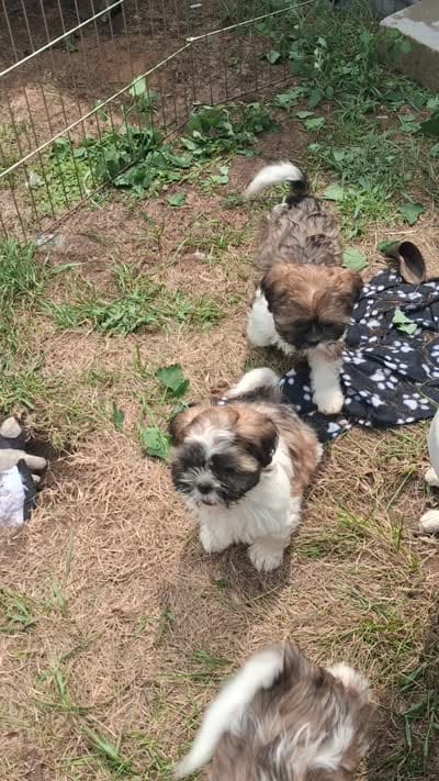Dorothy, a female Shih Tzu for sale in Adams, WI – 3 of 3