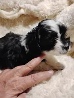 processed/0fa37e35-8bda-4114-832c-fed5fcbbd8e3/listing/2fffc9f8-fa8f-463b-b5c7-51b85418554d/7aecf19f-dbcf-402d-872c-2d946ac46f8d