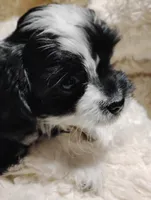 processed/0fa37e35-8bda-4114-832c-fed5fcbbd8e3/listing/2fffc9f8-fa8f-463b-b5c7-51b85418554d/931f3b36-5a01-4d00-8dd4-cbec26e27857