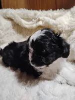 processed/0fa37e35-8bda-4114-832c-fed5fcbbd8e3/listing/2fffc9f8-fa8f-463b-b5c7-51b85418554d/ab93d549-62f0-43b3-8c21-532236d914a8