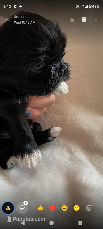 Boots – Shih Tzu puppy for sale in Adams, WI