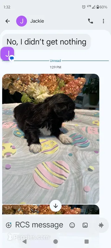 Boots – Shih Tzu puppy for sale in Adams, WI