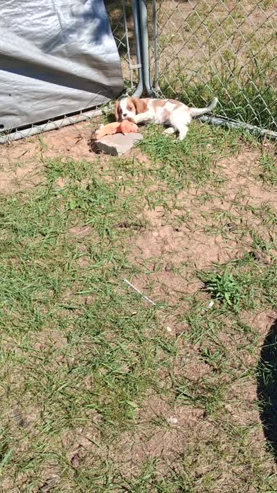Oliver, a male Cavalier King Charles Spaniel for sale in Adams, WI – 5 of 5
