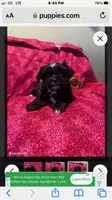 Cleo, a female Shorkie for sale in Adams, WI – Photo 1 of 2