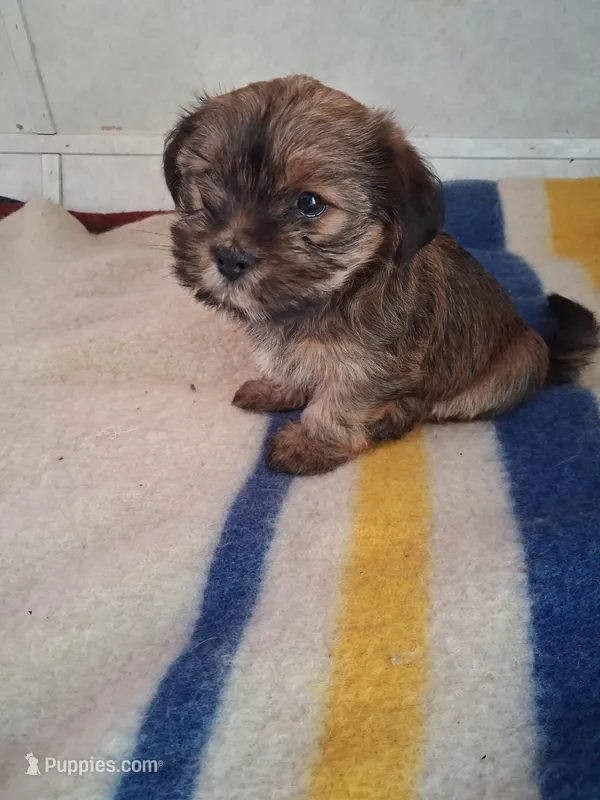 Sammy – Shih Tzu puppy for sale in Adams, WI