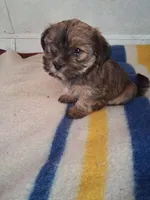 Sammy, a male Shih Tzu for sale in Adams, WI – 1 of 1