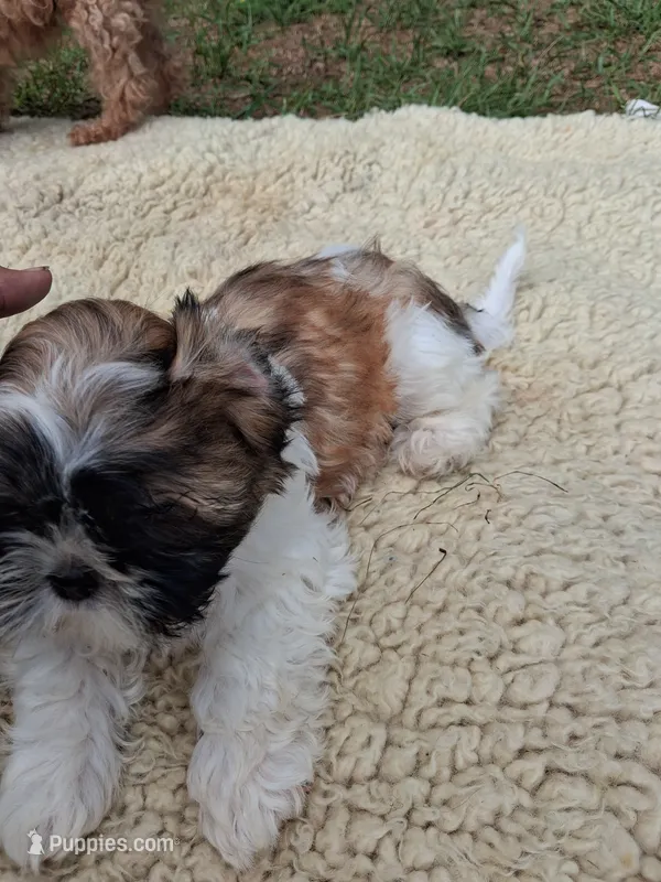 Ozz – Shih Tzu puppy for sale in Adams, WI