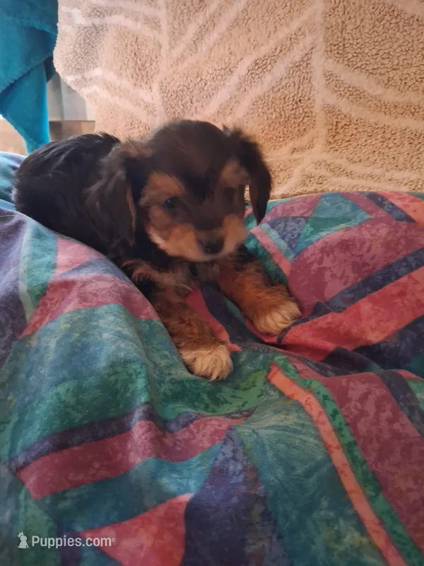 Joey – Morkie puppy for sale in Adams, WI