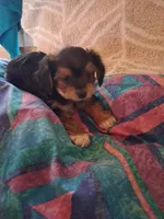 Pee wee, a male Morkie for sale in Adams, WI – 1 of 6
