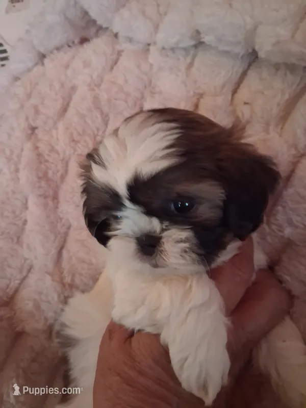 Stevie – Shih Tzu puppy for sale in Adams, WI