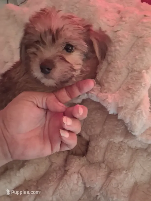 Sabrina – Cavapoo puppy for sale in Adams, WI
