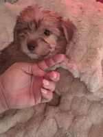 Sabrina, a female Cavapoo for sale in Adams, WI – 1 of 1